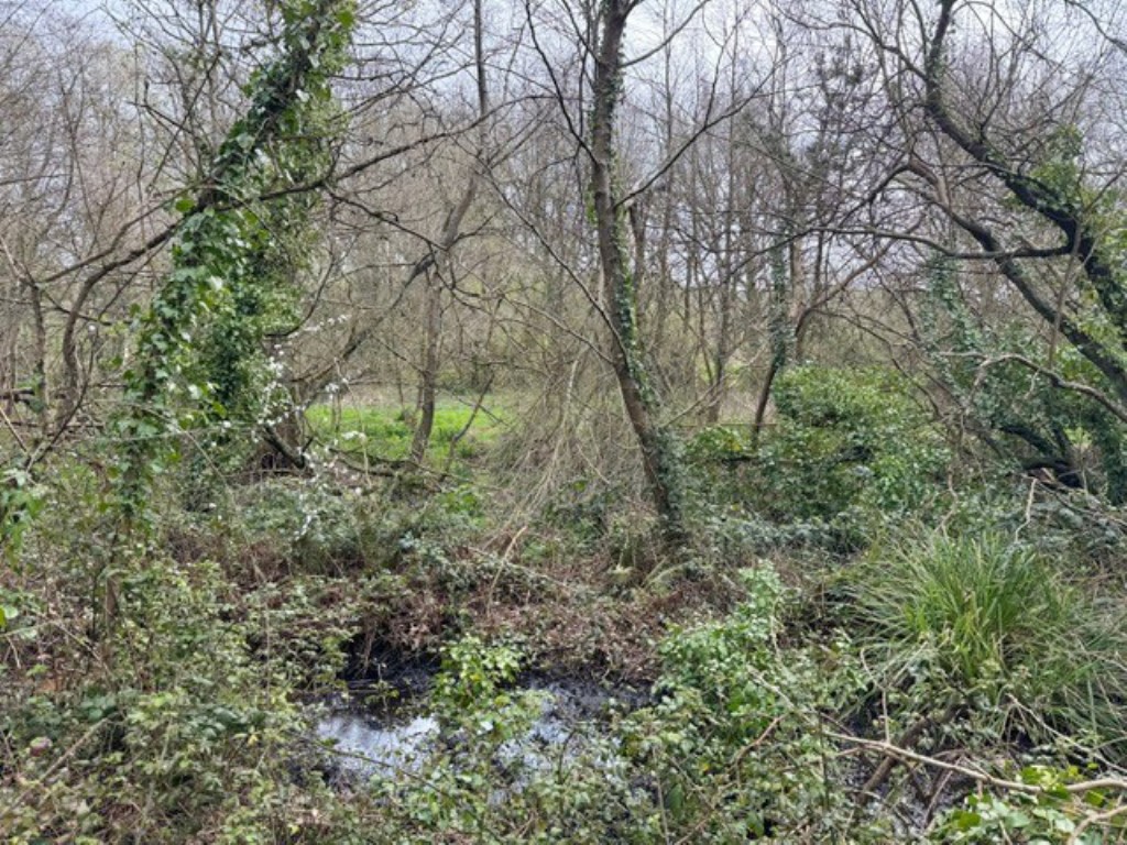 Lot: 102 - OVER TWO ACRES OF LAND - Mature trees and overgrowth